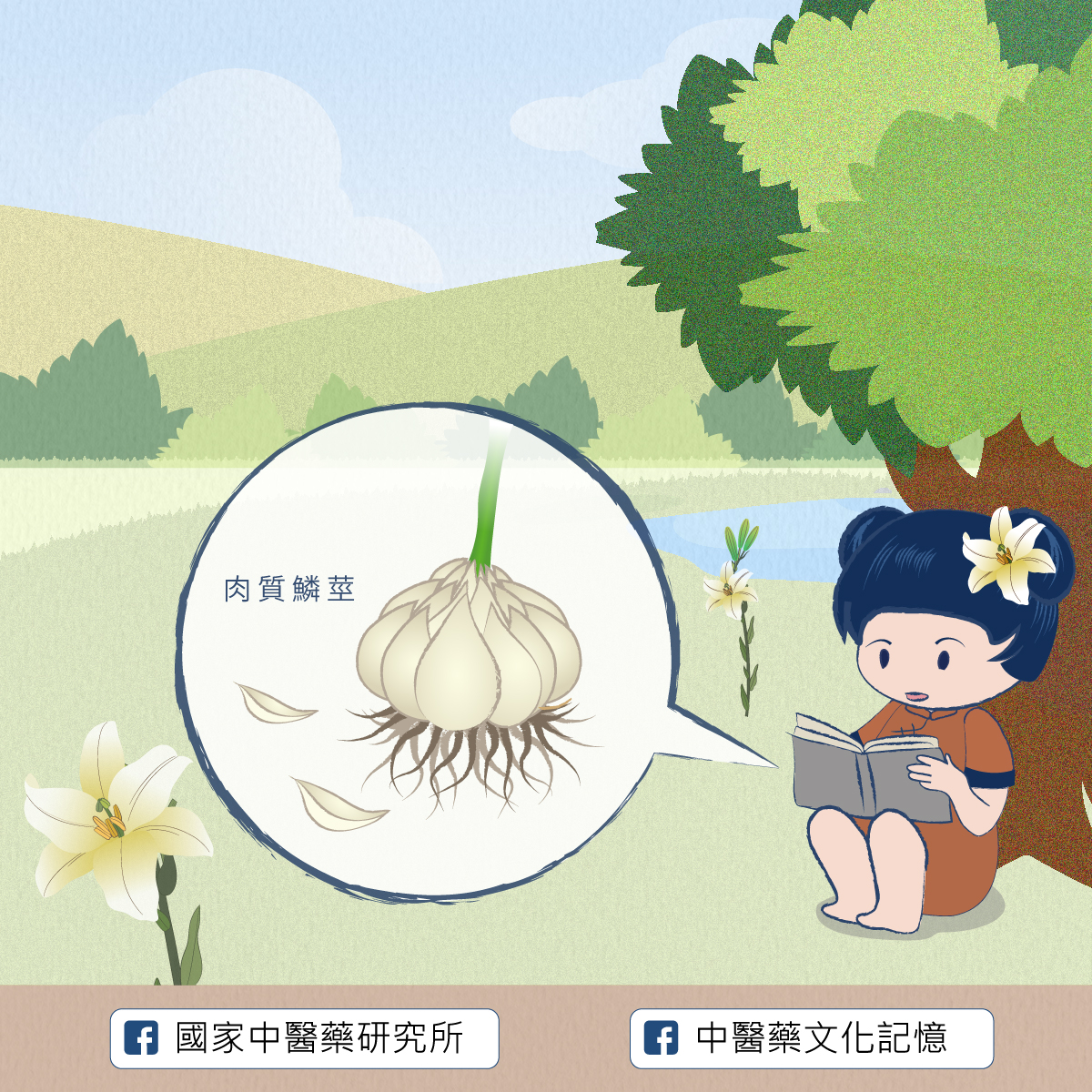 百合
