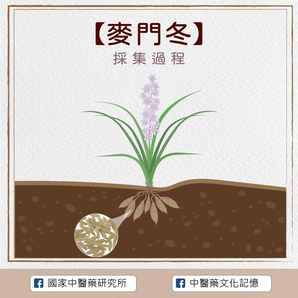 麥門冬