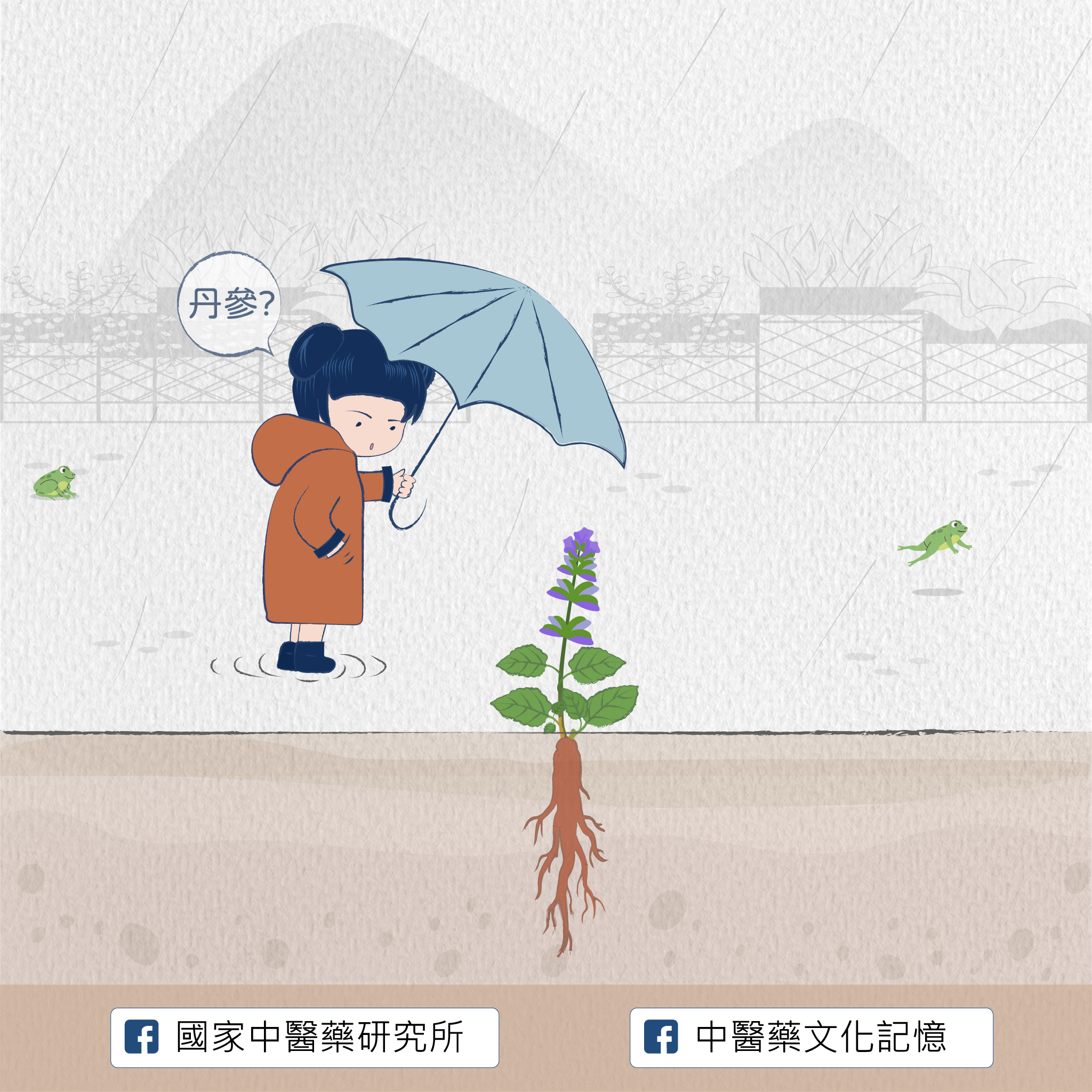 丹參