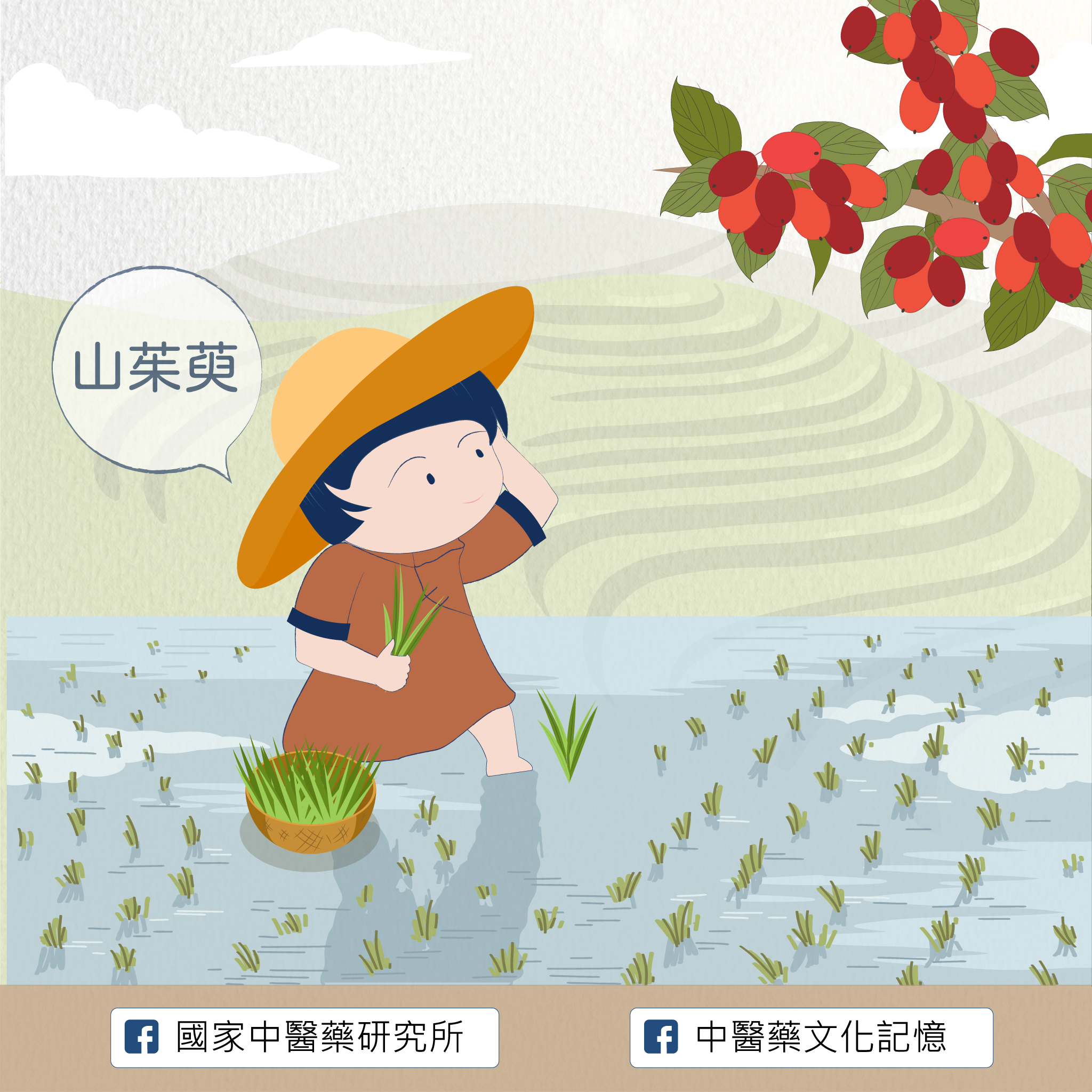 山茱萸
