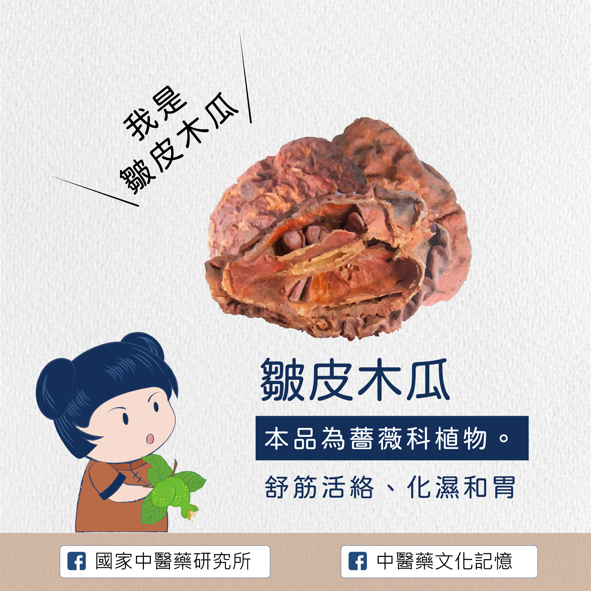 皺皮木瓜