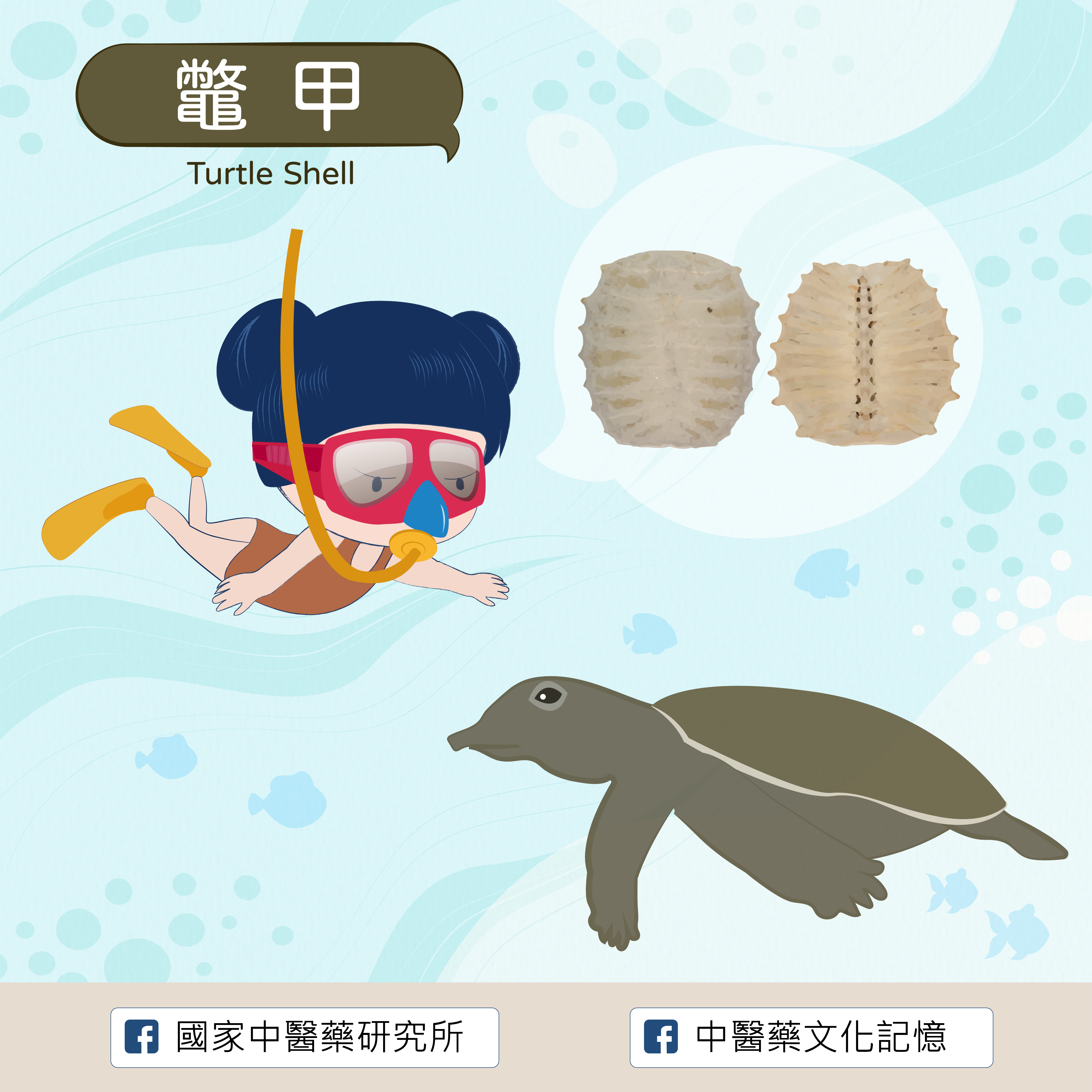 鼈甲