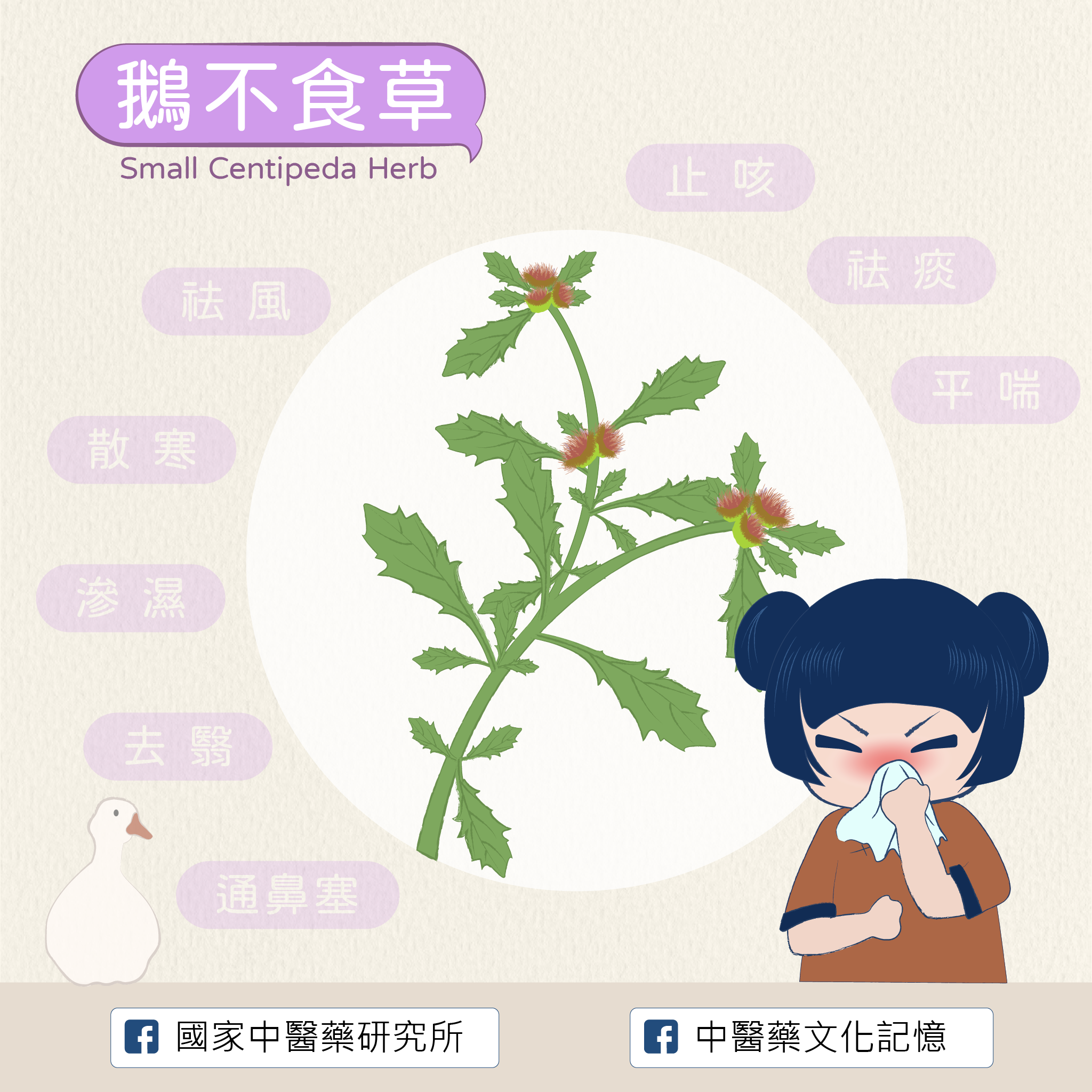 鵝不食草