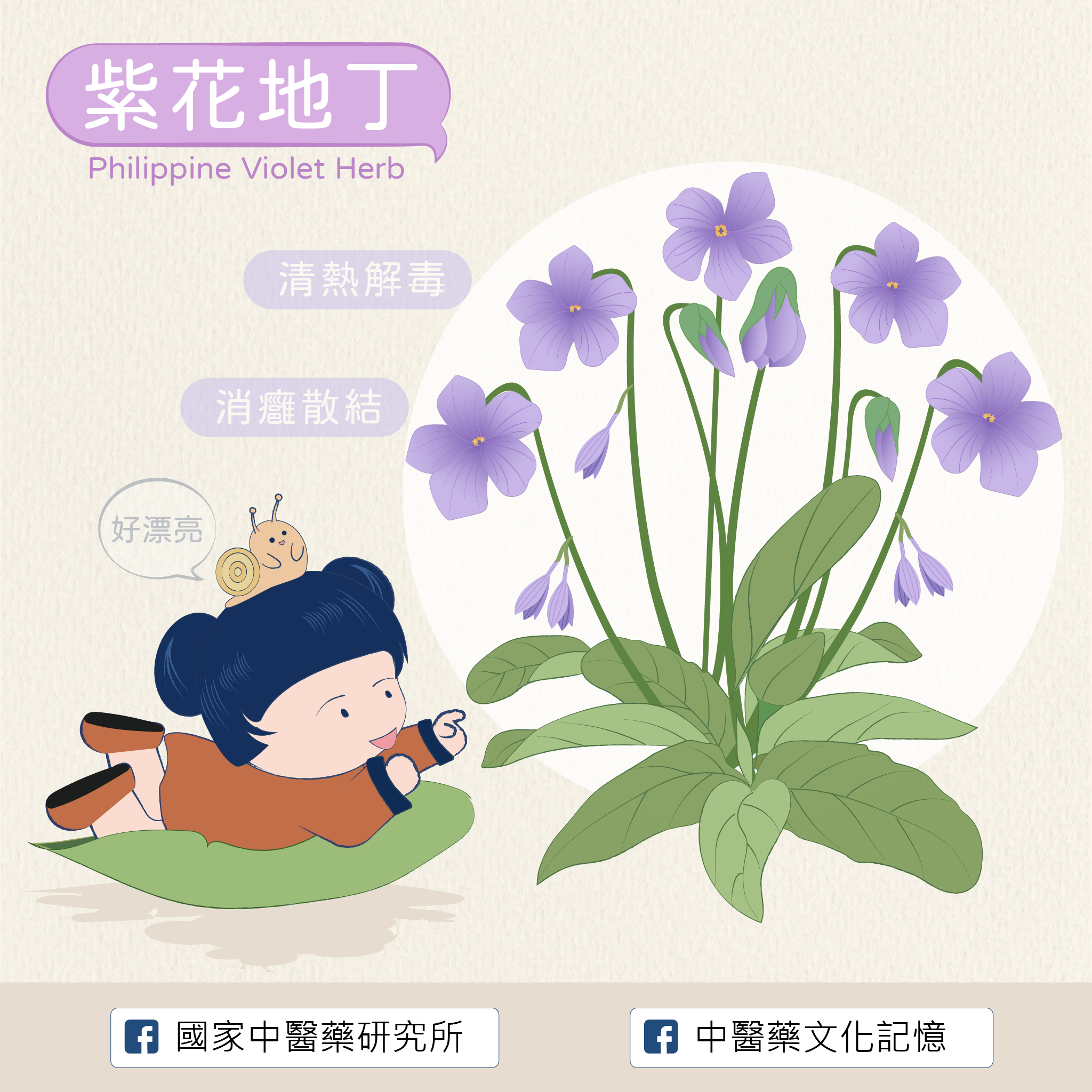 紫花地丁