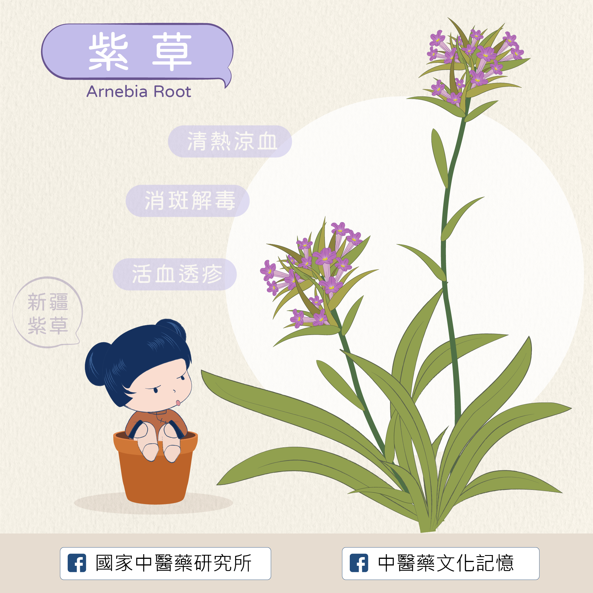 紫草
