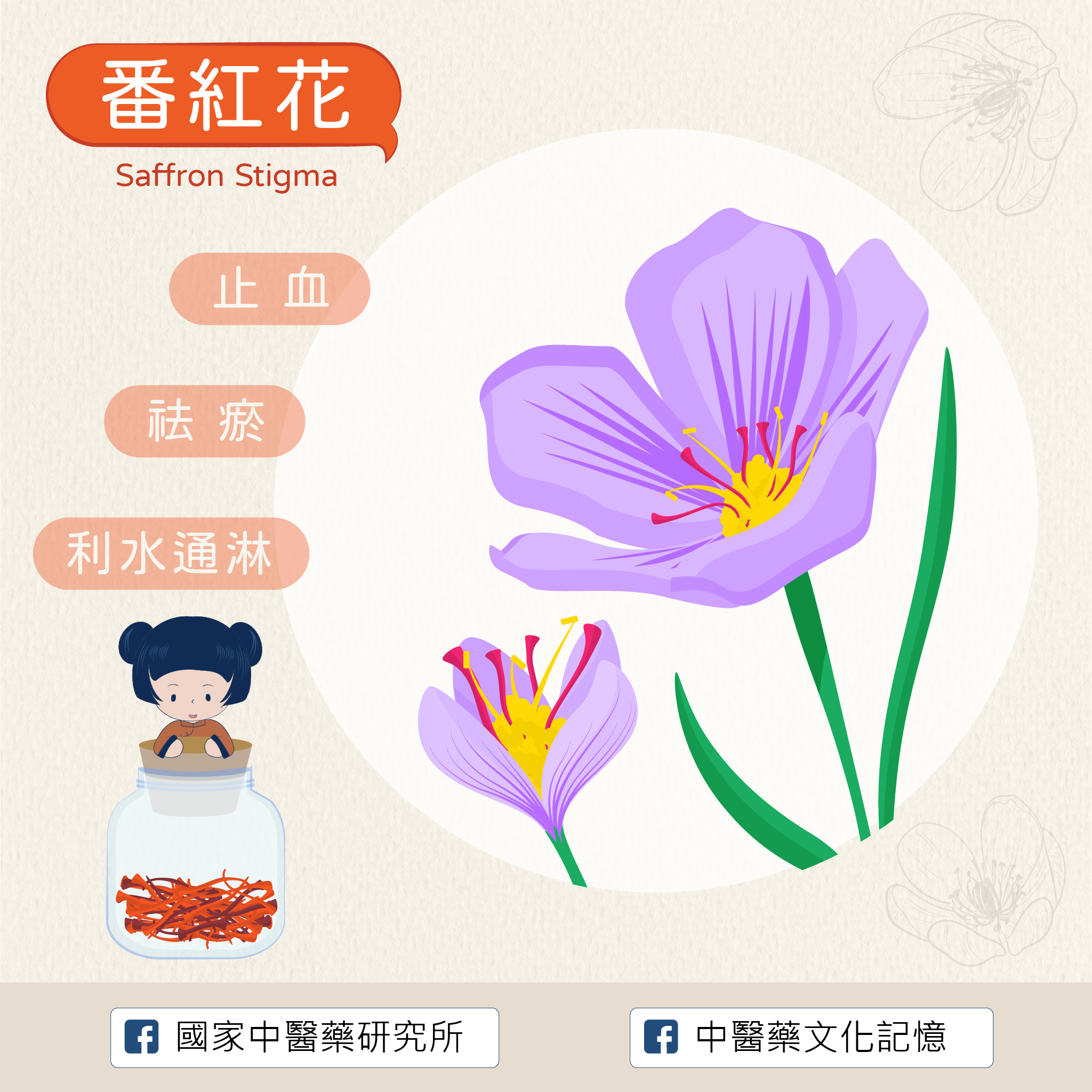 番紅花