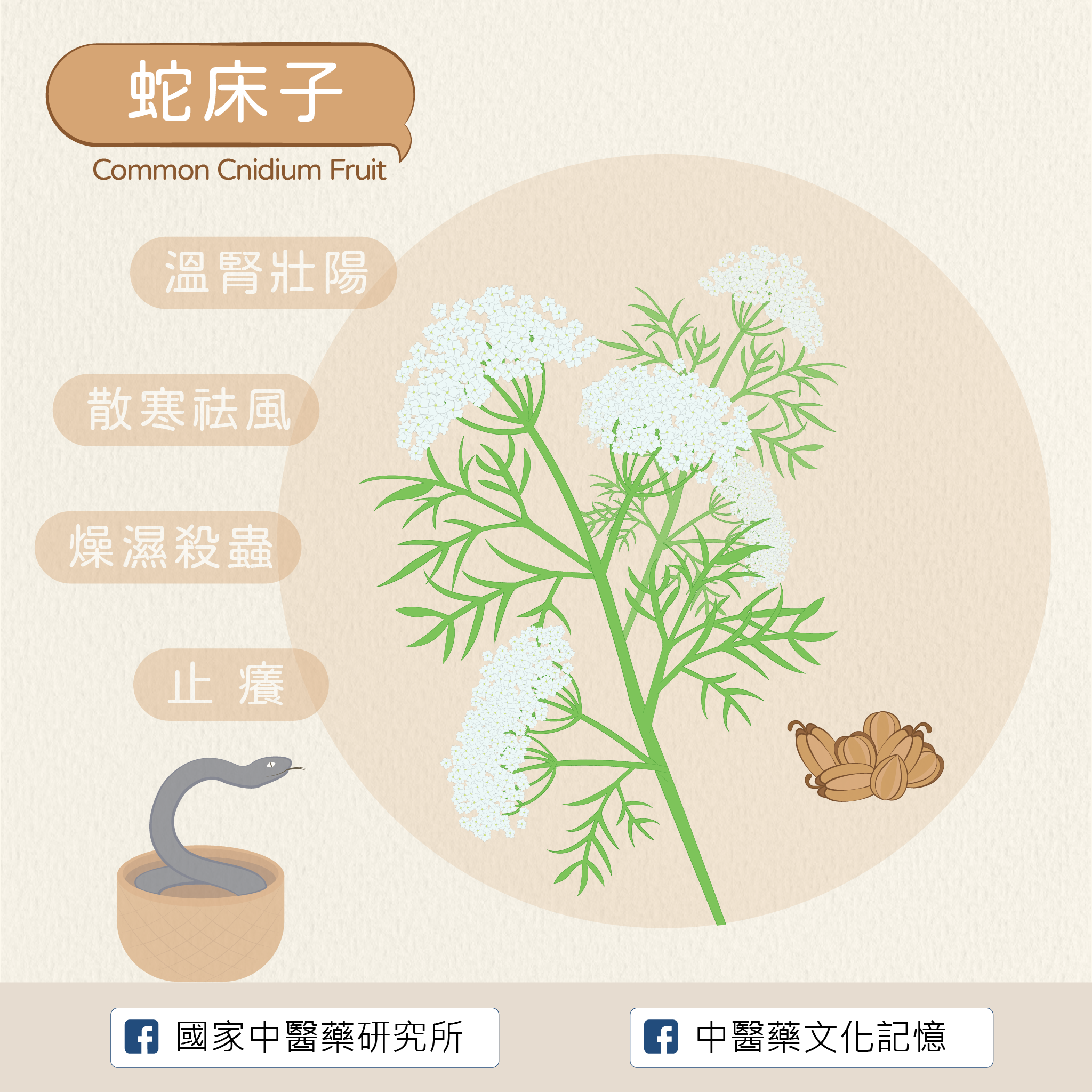 蛇床子