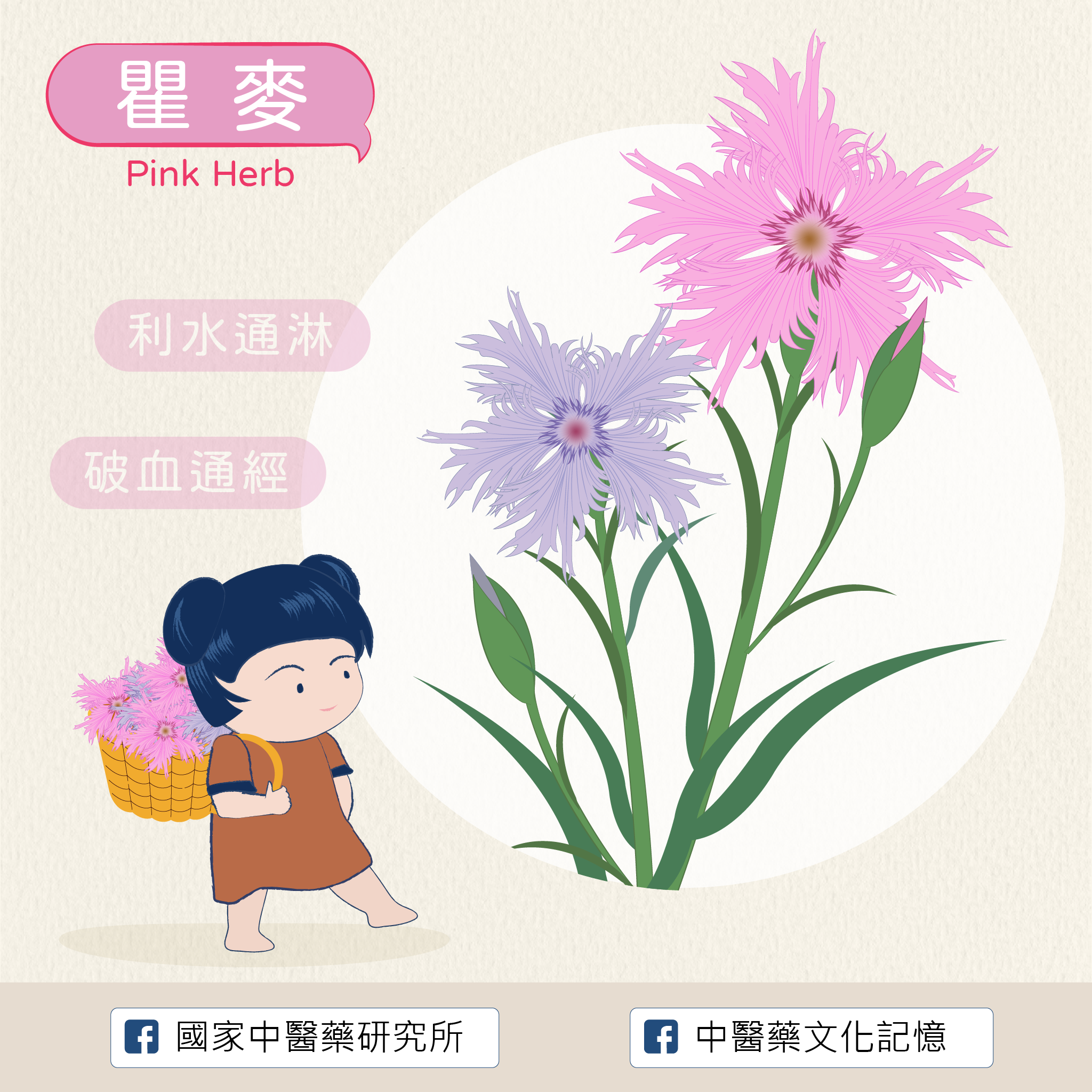 瞿麥
