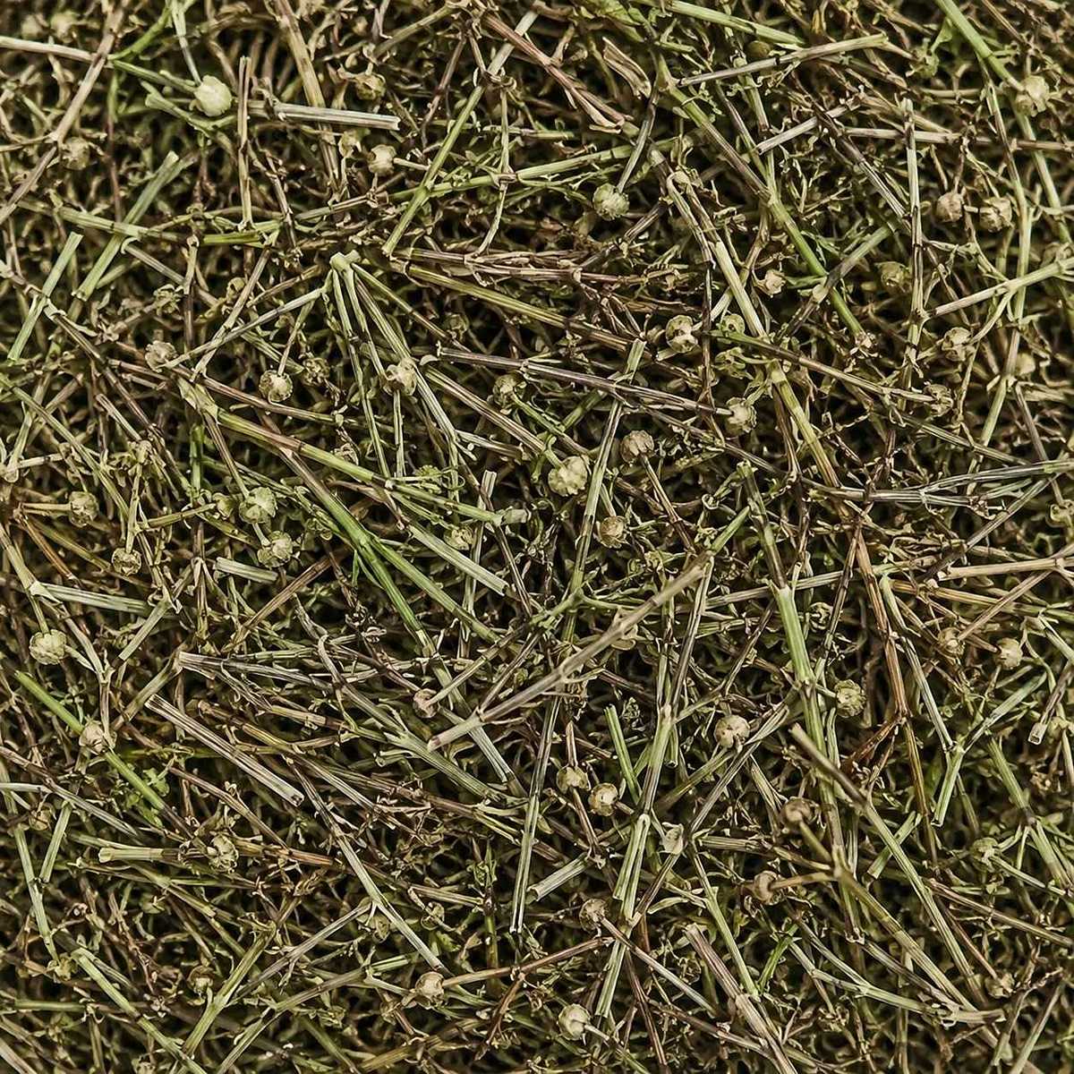077	白花蛇舌草	