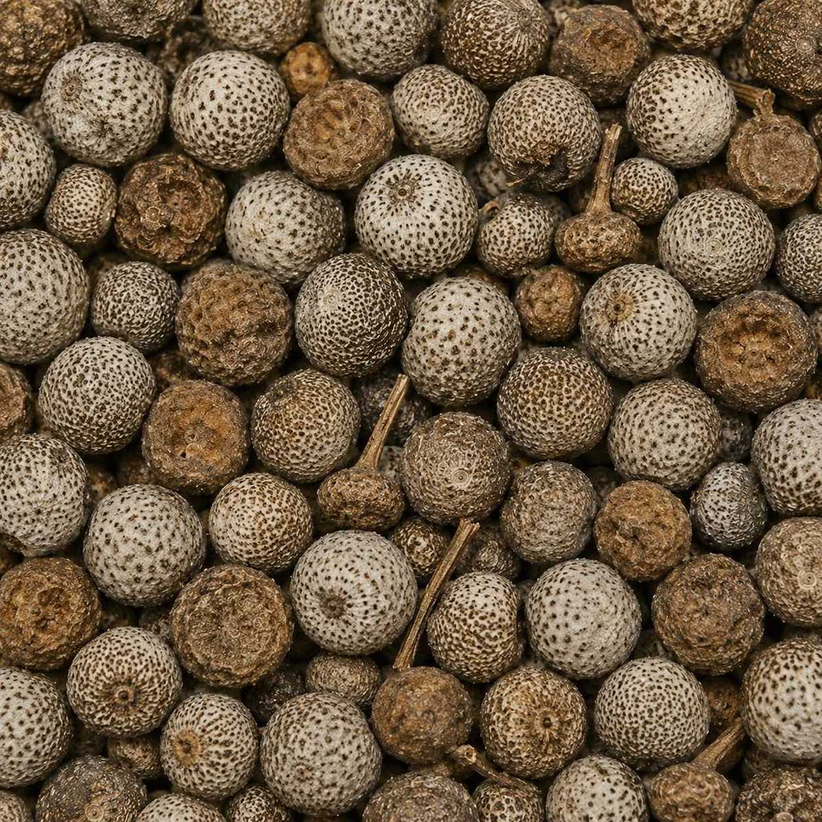 309	穀精草	