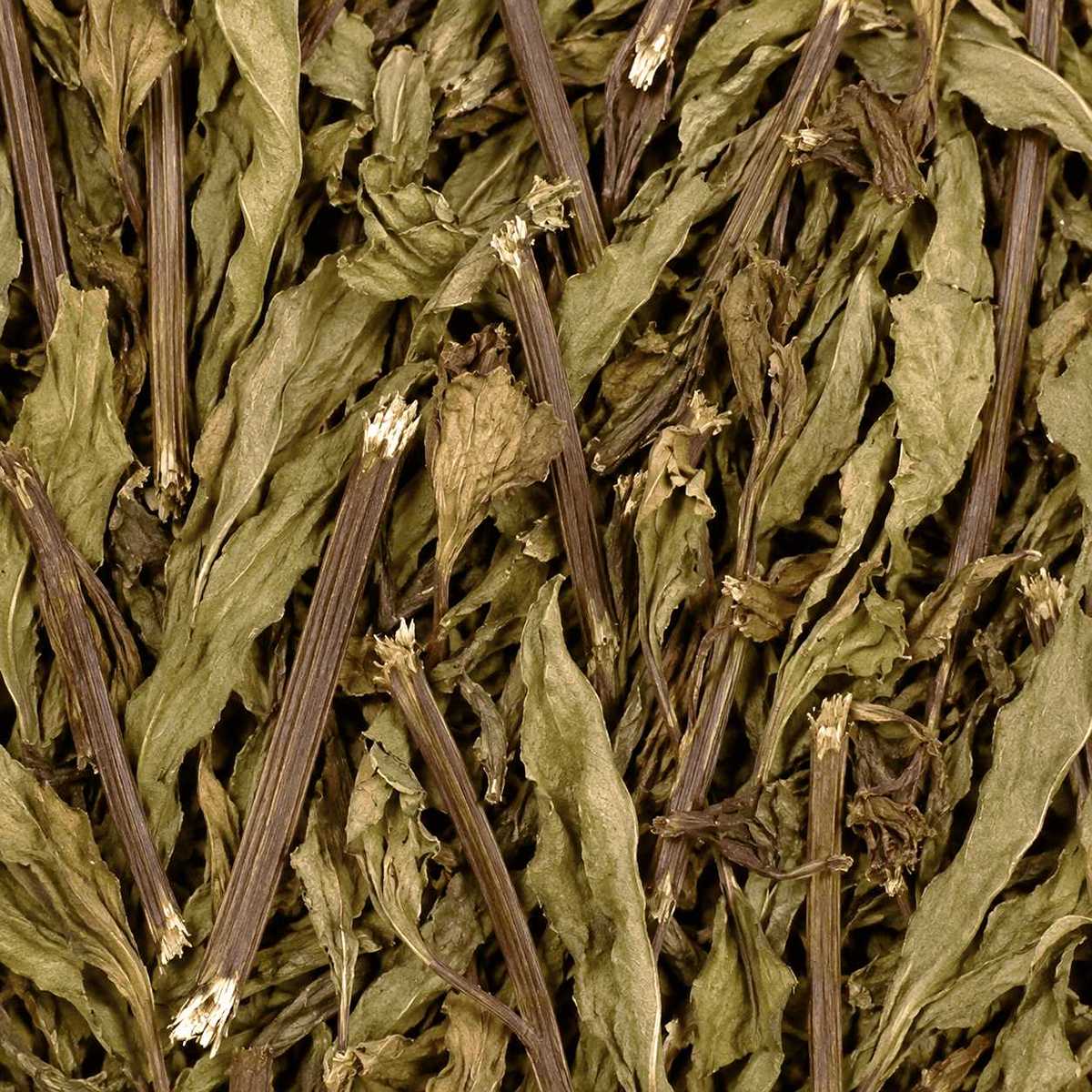 325	貓鬚草	