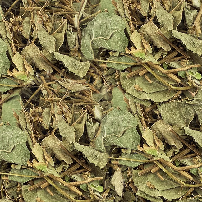 廣金錢草