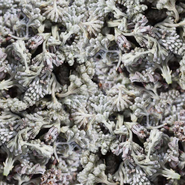 密蒙花