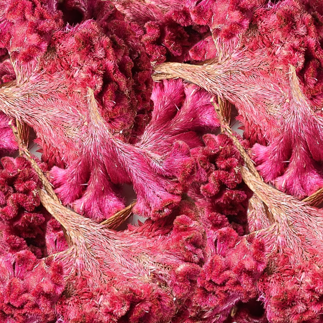 雞冠花