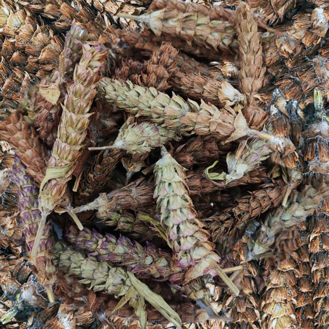 夏枯草