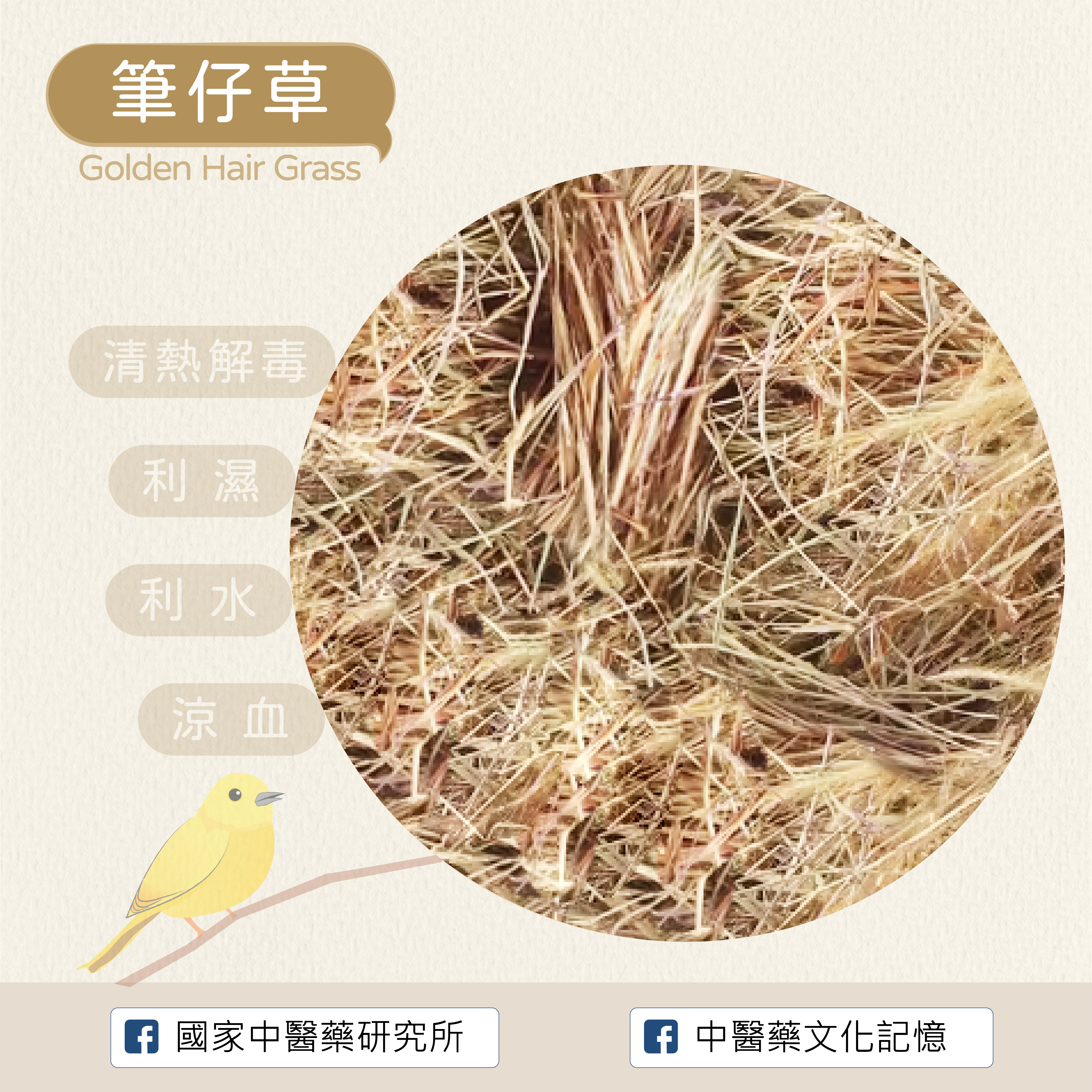 筆仔草