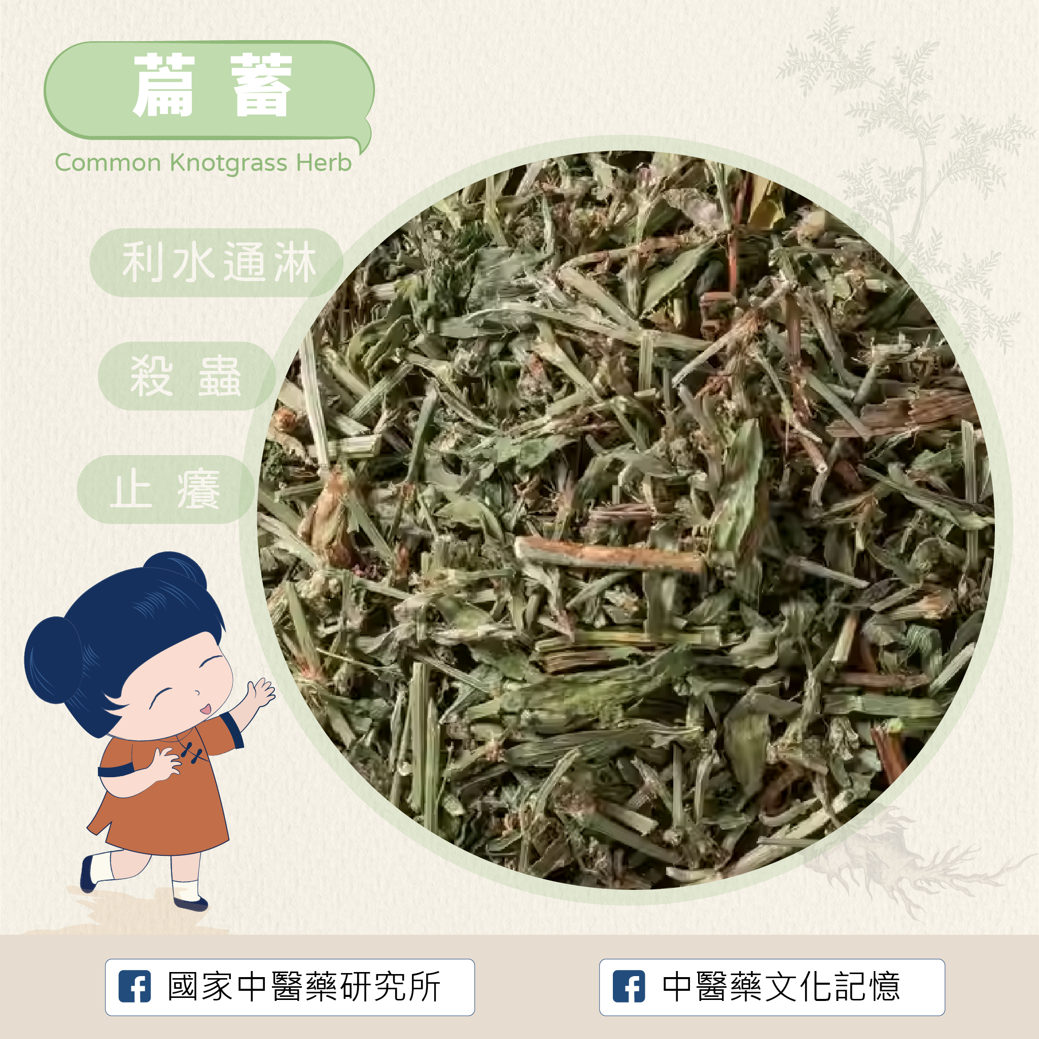 萹蓄