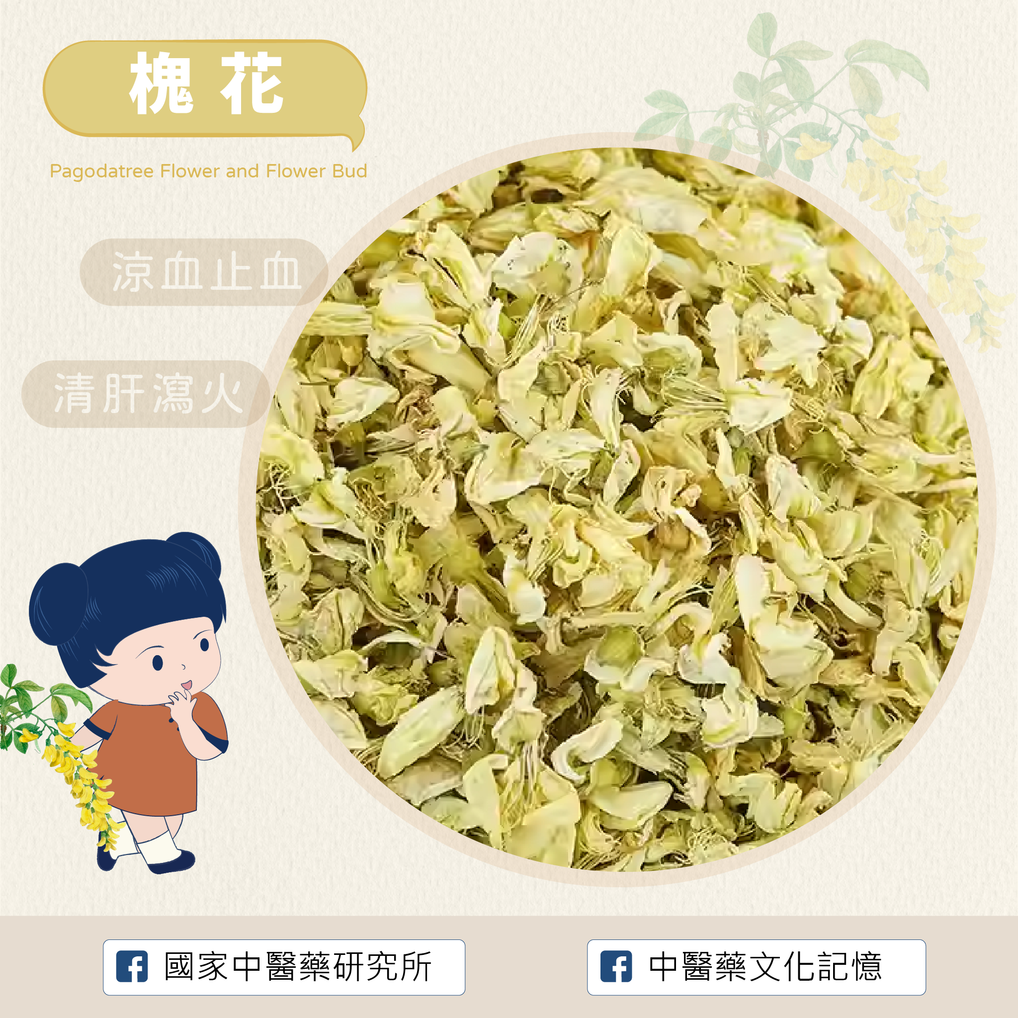 槐花