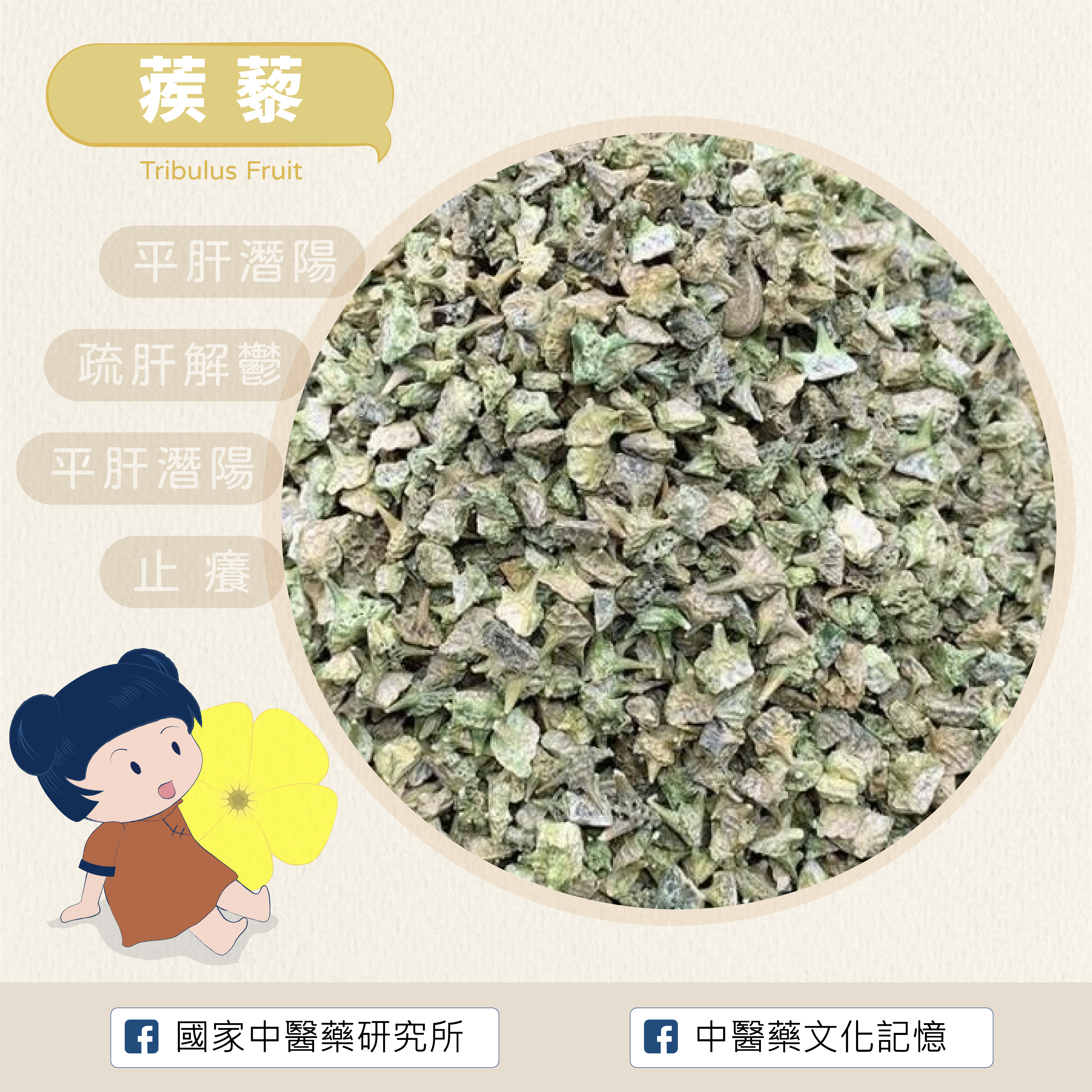 蒺藜