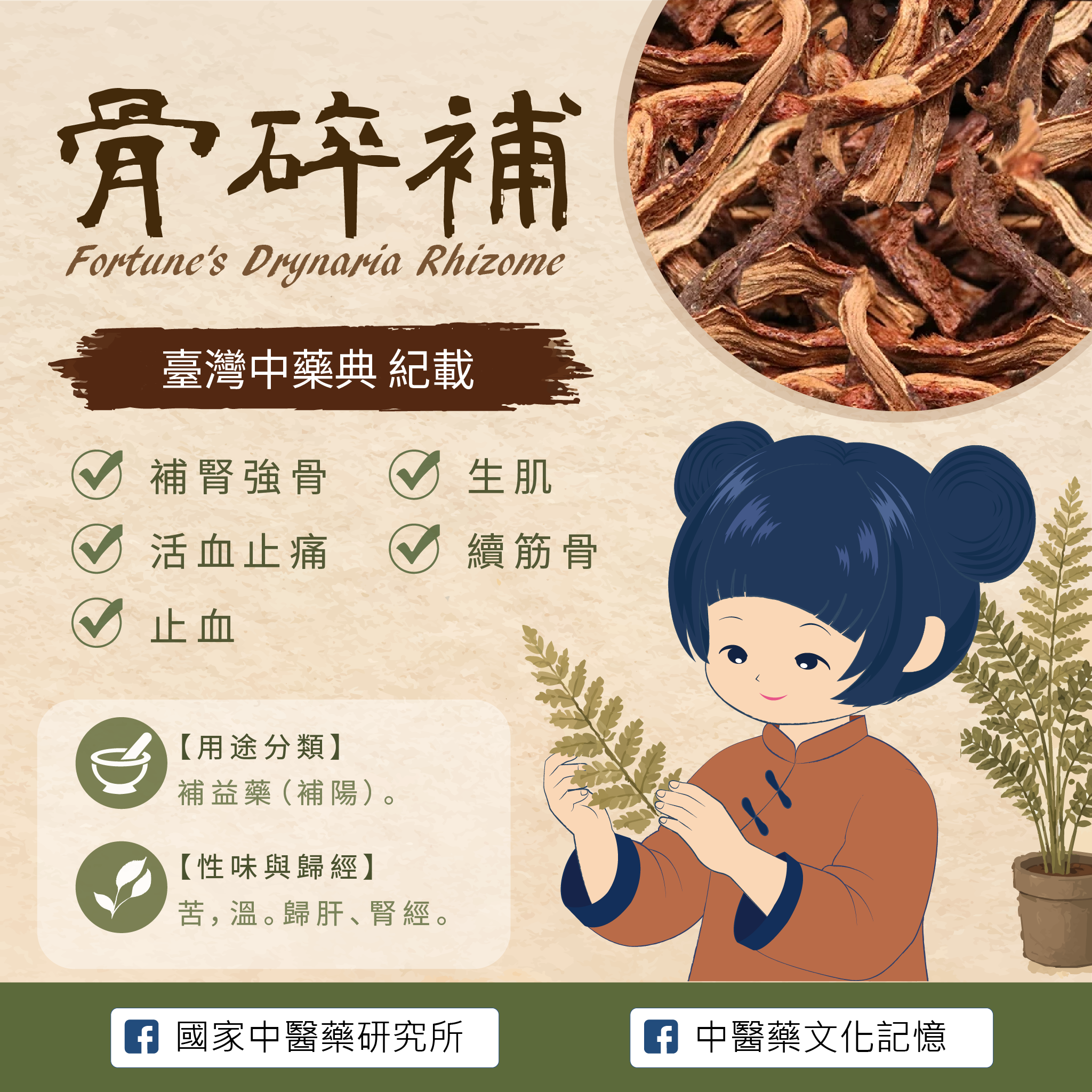 骨碎補