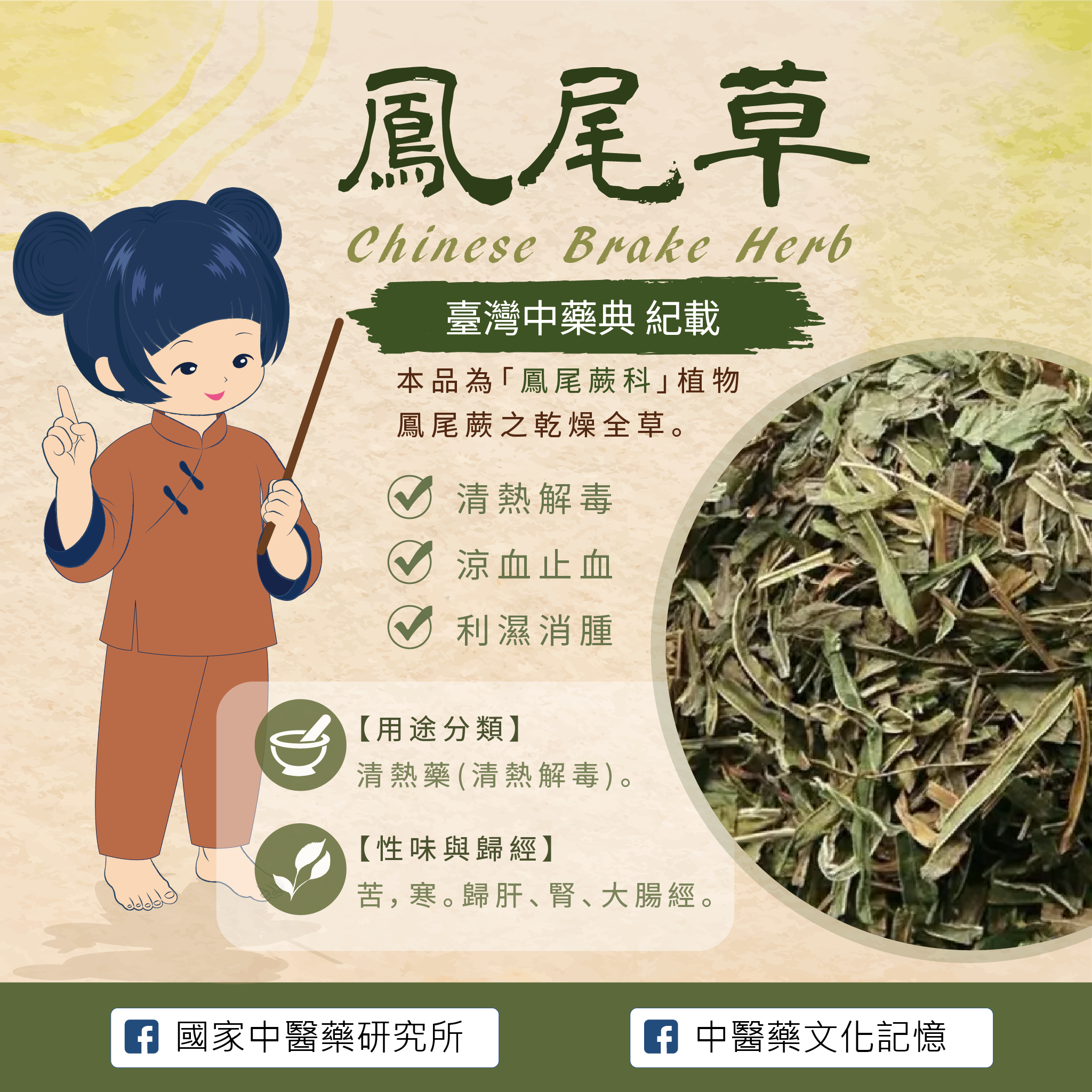 鳳尾草